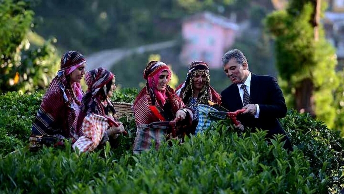 ريزا تتصدر المرتبة الأولى في زراعة الشاي في تركيا